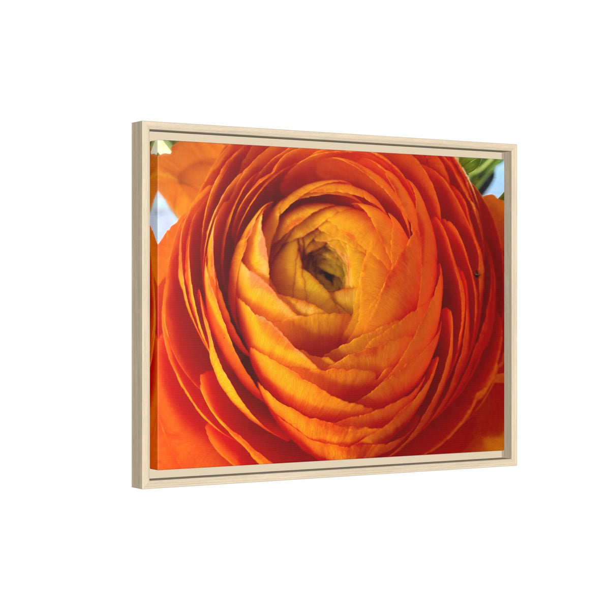 Orange Ranunculus Canvas Framed Print (original photograph by Kind River Studio)