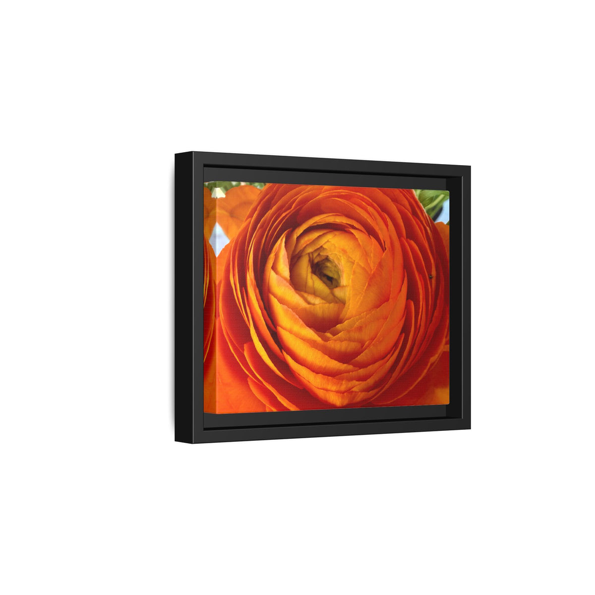 Orange Ranunculus Canvas Framed Print (original photograph by Kind River Studio)