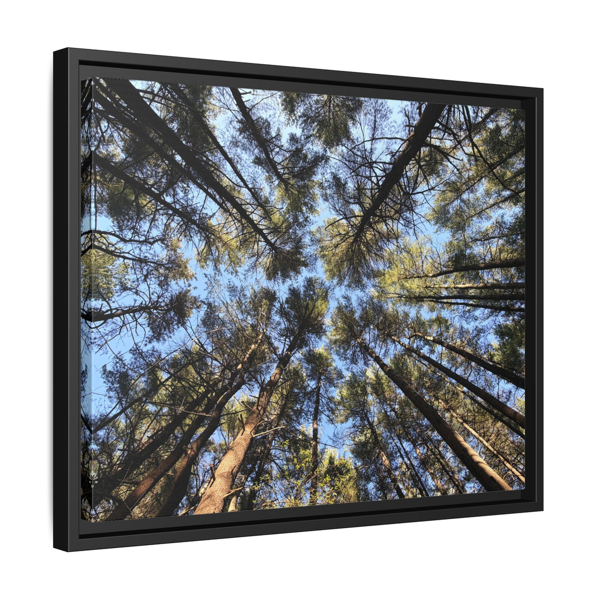 Forest Canopy Matte Canvas Framed Print (original photography by Kind River Studio)
