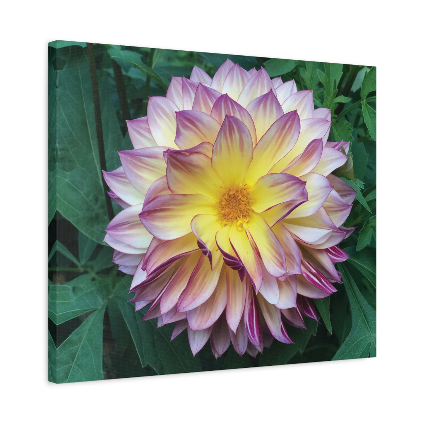 Pale Purple Dahlia Canvas Print (original photograph by Kind River Studio)