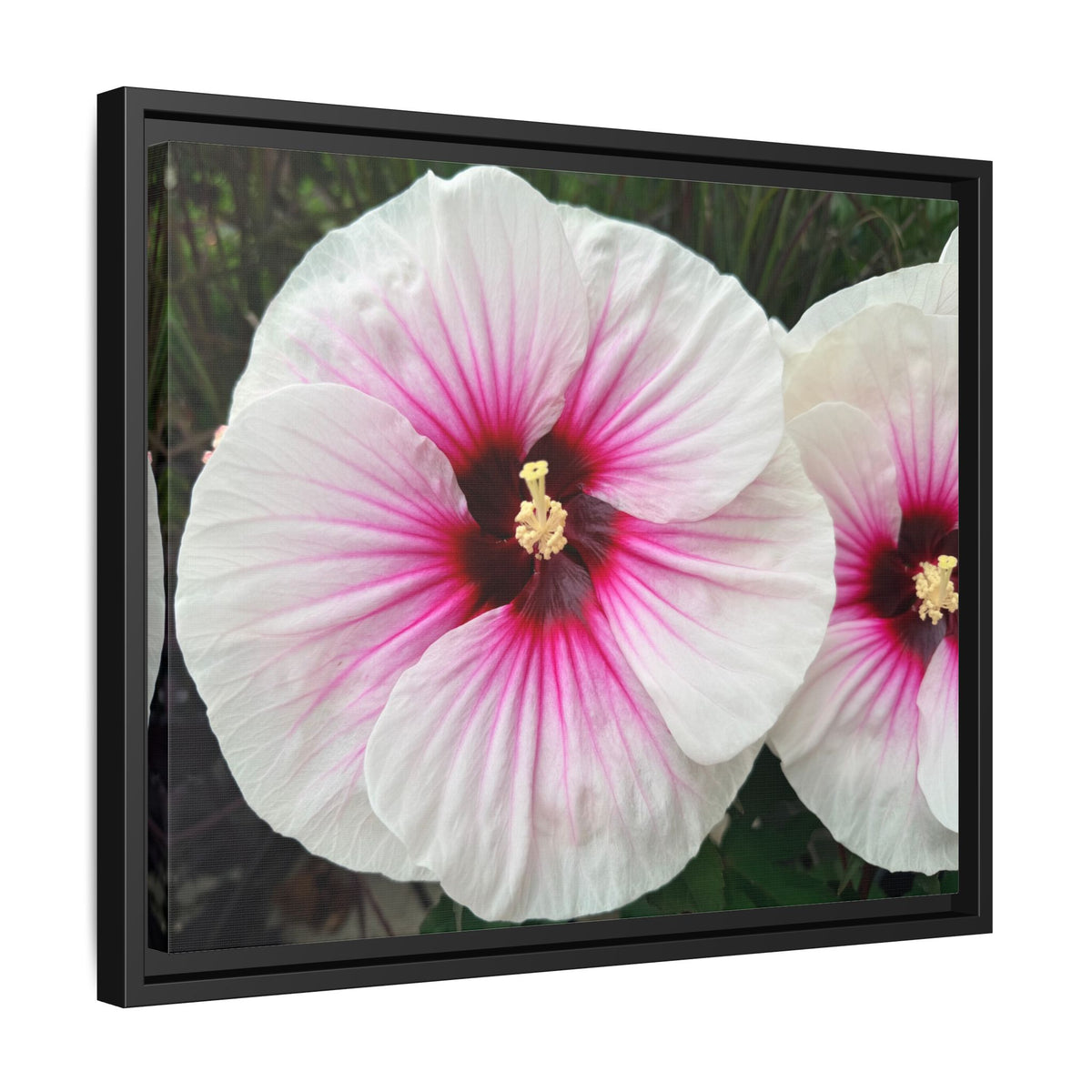 White Hibiscus Canvas Framed Print (original photograph by Kind River Studio)