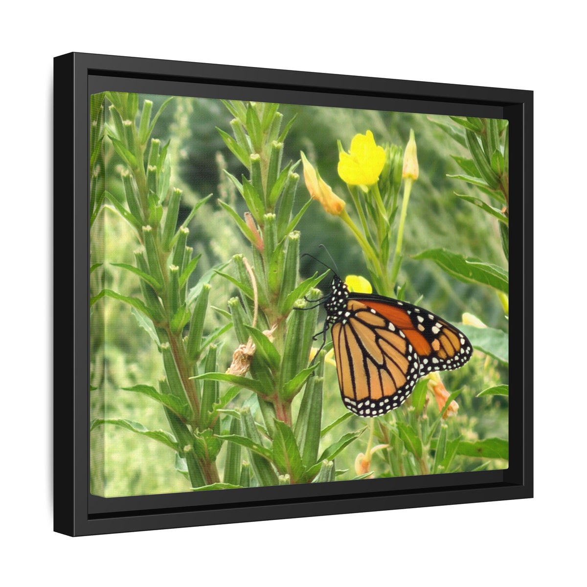 Monarch Butterfly on Wildflowers Canvas Framed Print (original photograph by Kind River Studio)