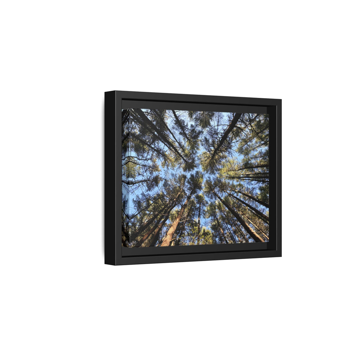 Forest Canopy Matte Canvas Framed Print (original photography by Kind River Studio)