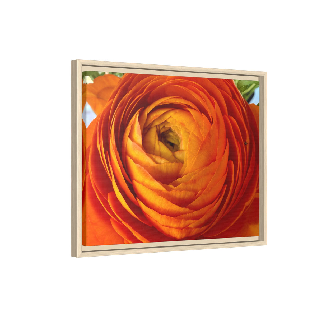 Orange Ranunculus Canvas Framed Print (original photograph by Kind River Studio)