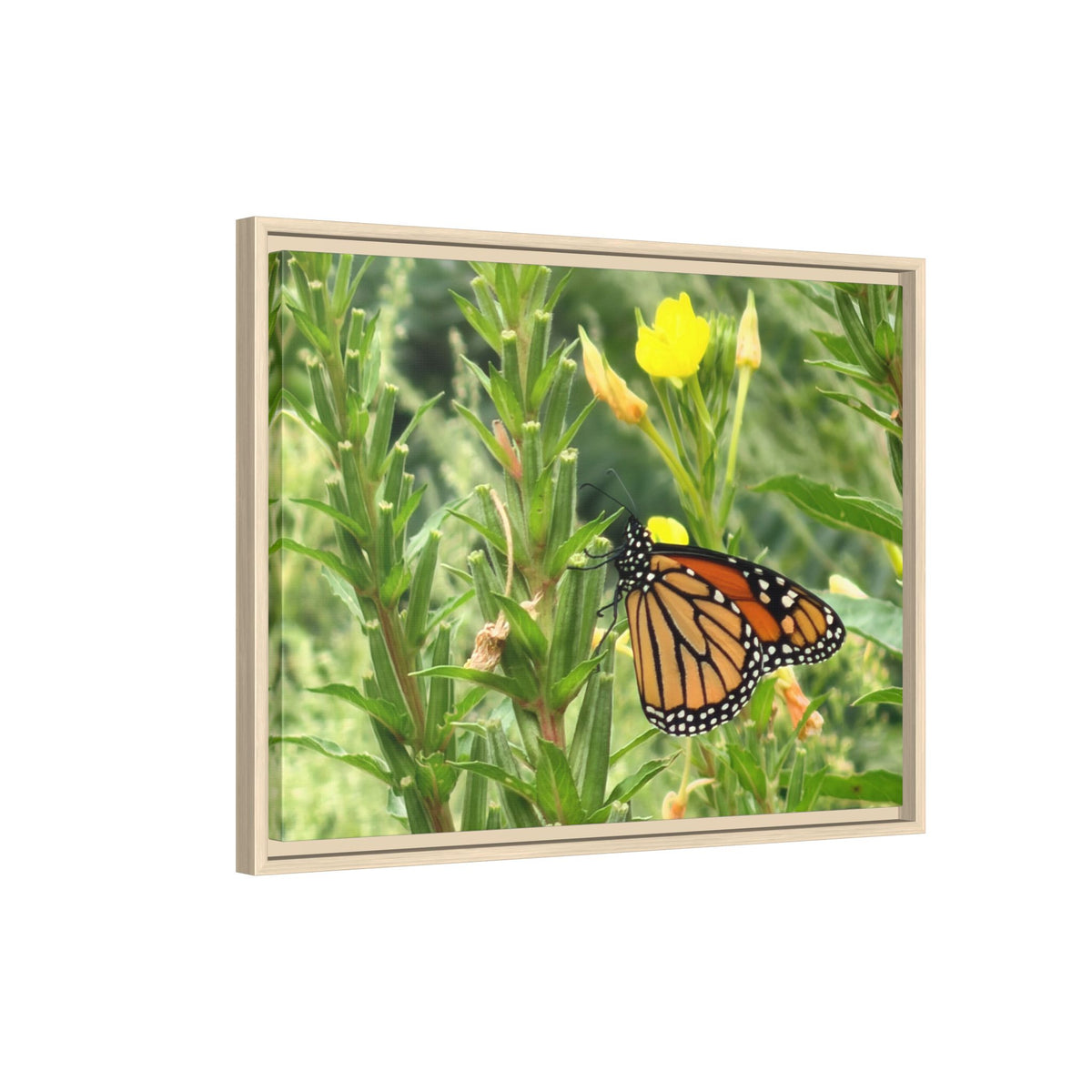 Monarch Butterfly on Wildflowers Canvas Framed Print (original photograph by Kind River Studio)