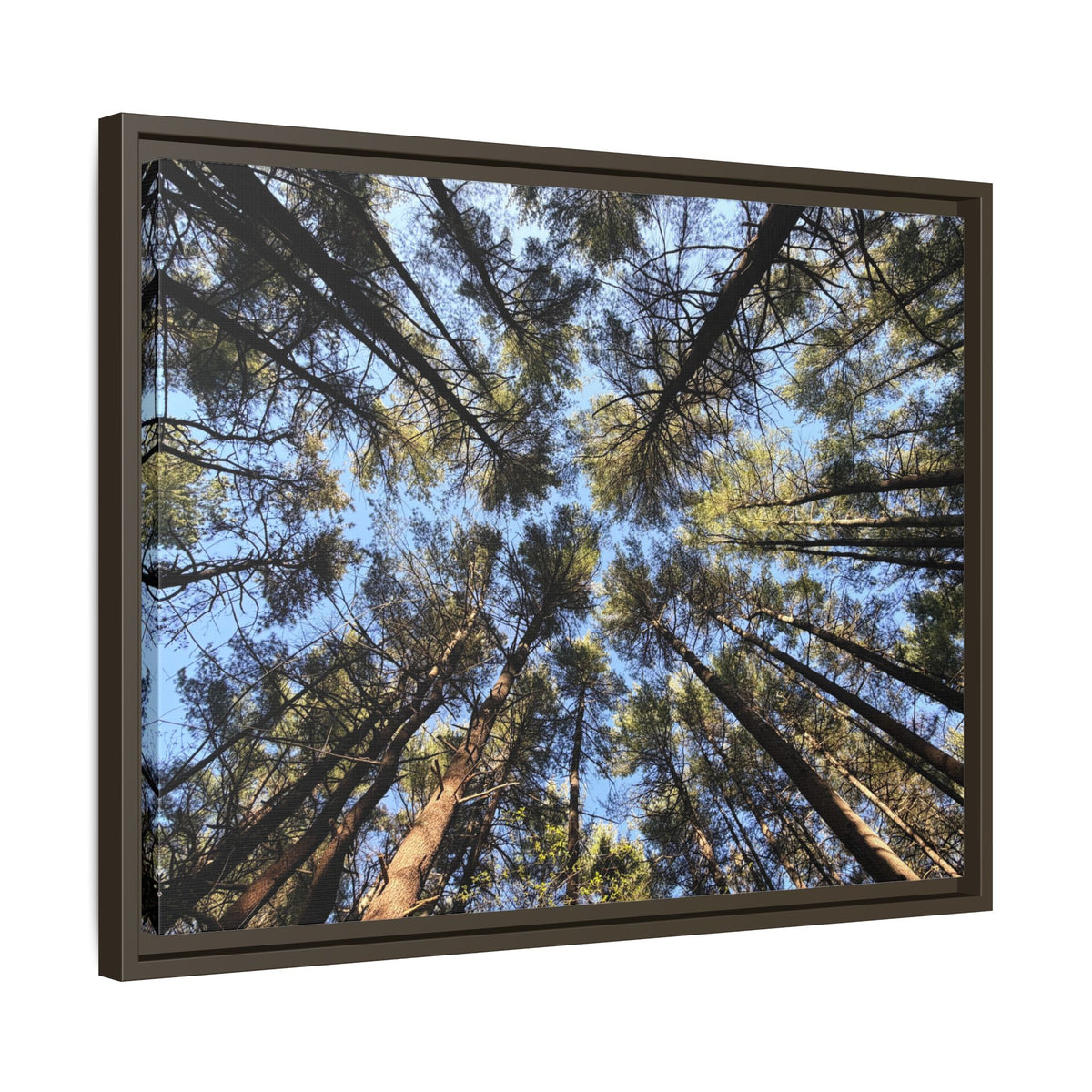 Forest Canopy Matte Canvas Framed Print (original photography by Kind River Studio)