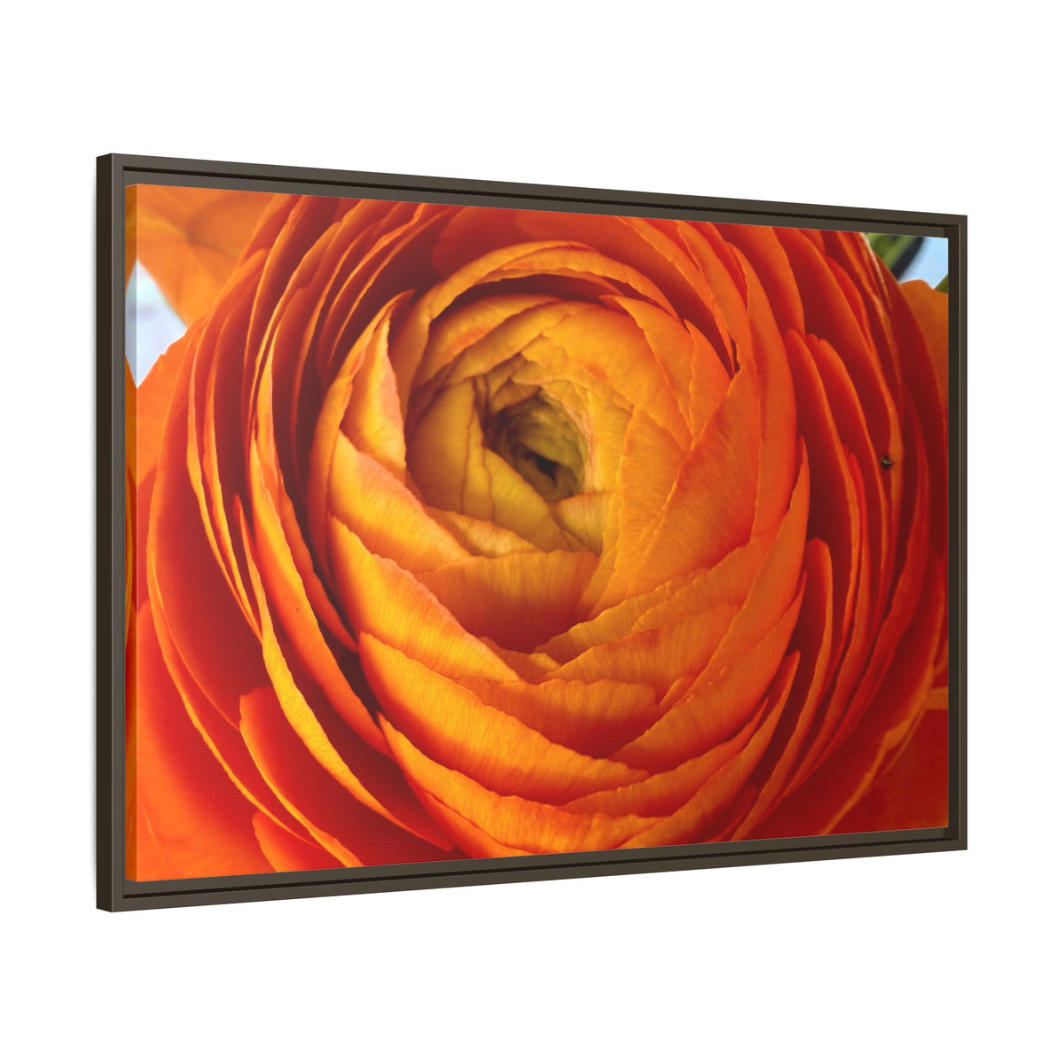 Orange Ranunculus Canvas Framed Print (original photograph by Kind River Studio)