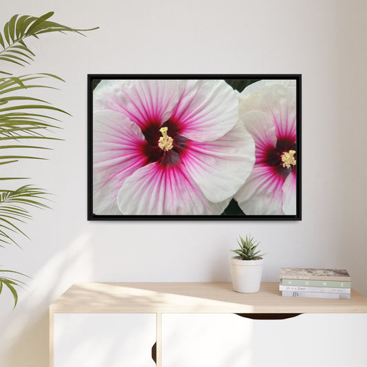 White Hibiscus Canvas Framed Print (original photograph by Kind River Studio)