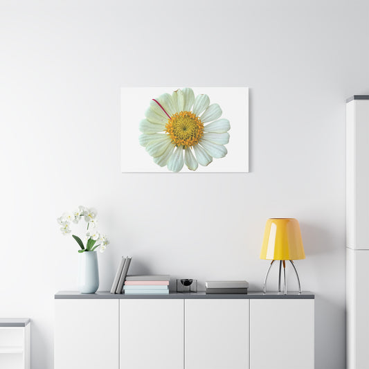 Canvas Print - One White Zinnia with Pink Striped Petal (original photograph by Kind River Studio)