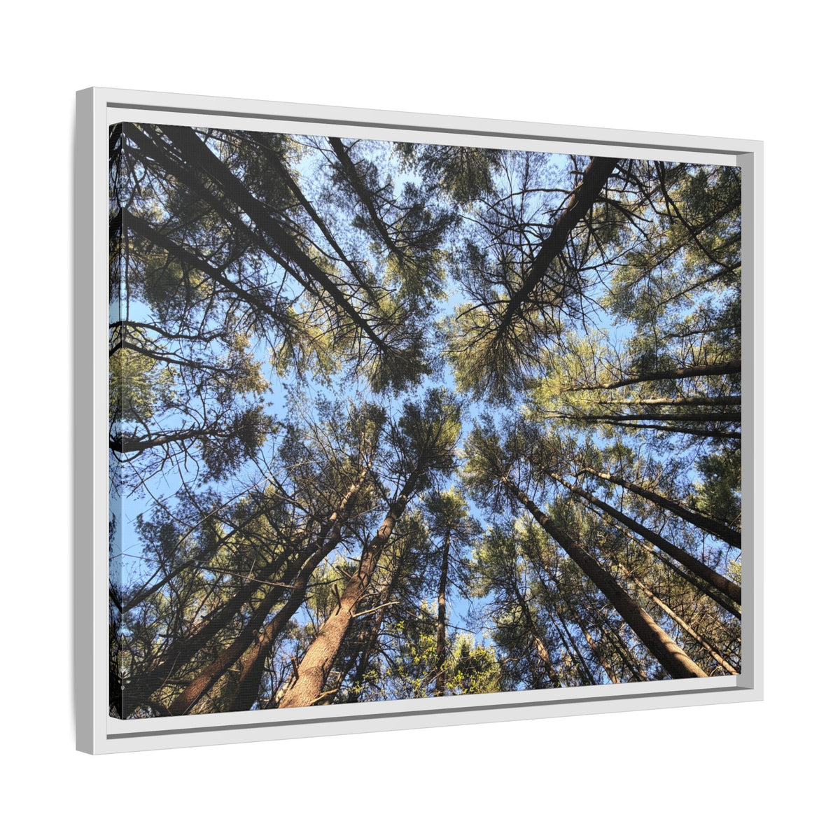 Forest Canopy Matte Canvas Framed Print (original photography by Kind River Studio)