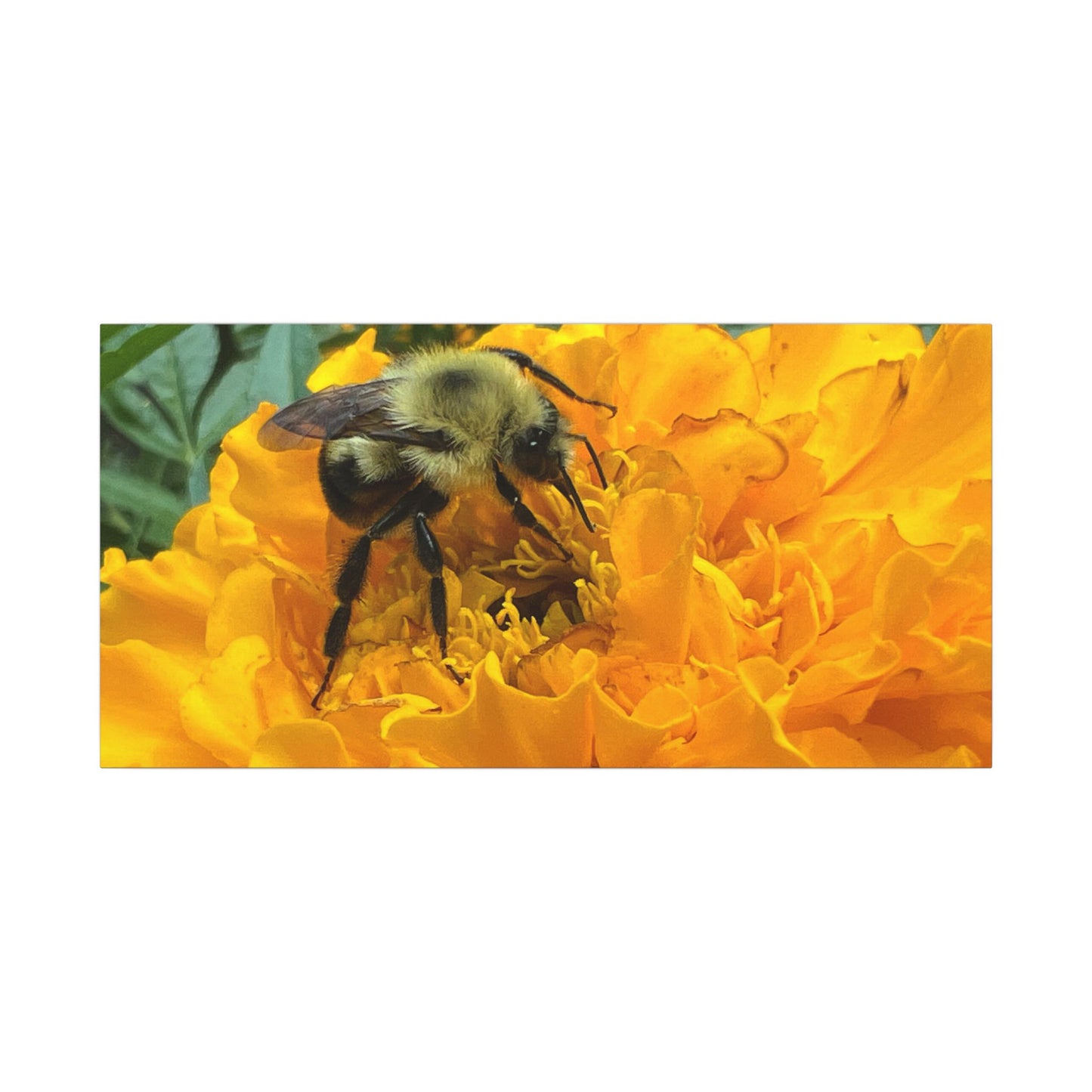 Canvas Print - Bee on Marigold MA (original photograph by Kind River Studio)
