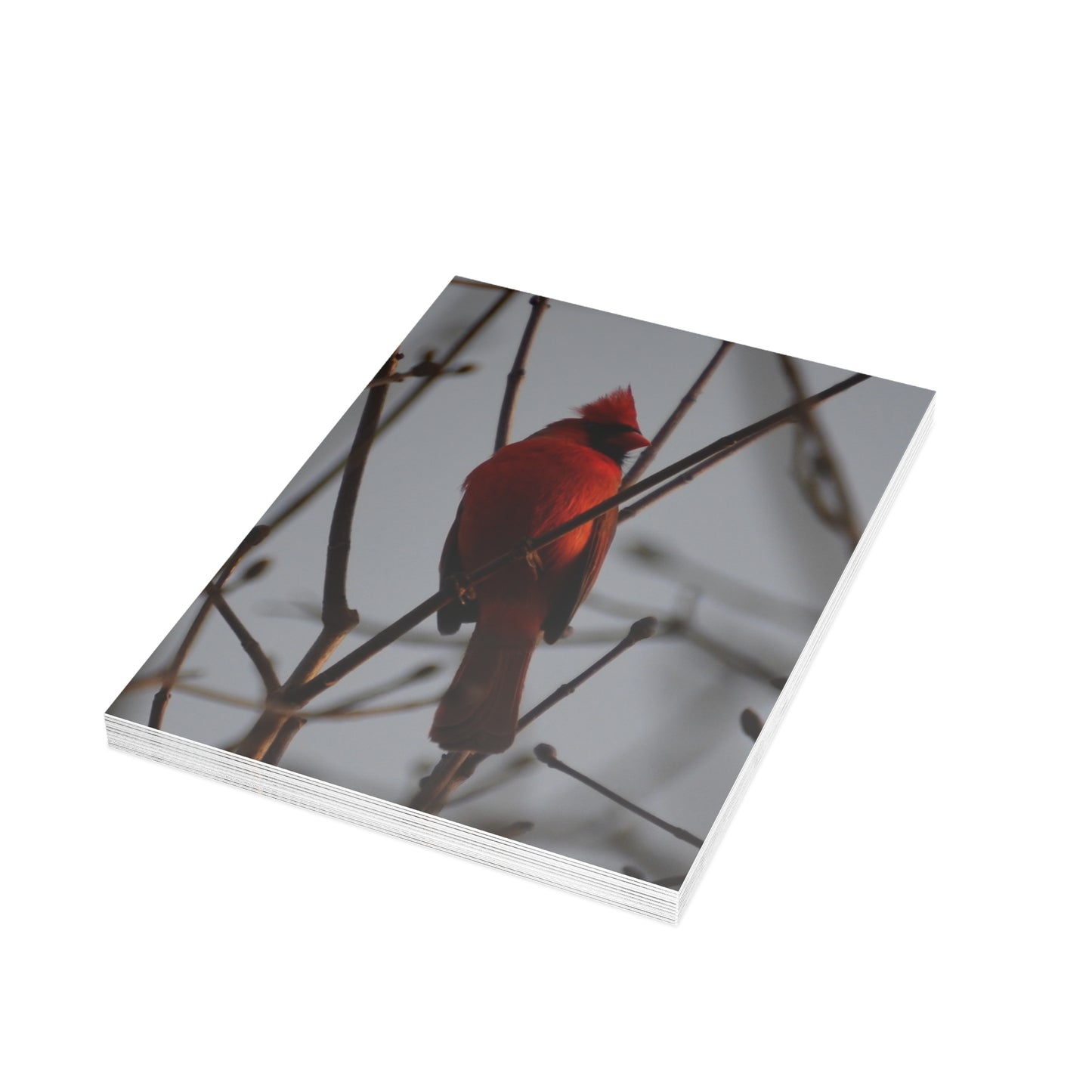 Note Cards | Set of 10 - Cardinal