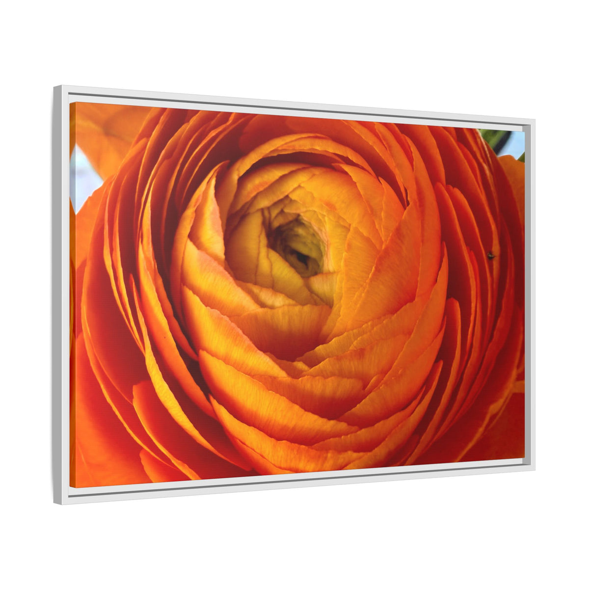 Orange Ranunculus Canvas Framed Print (original photograph by Kind River Studio)