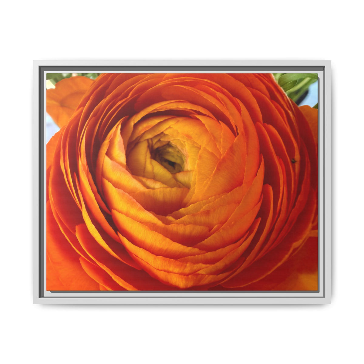 Orange Ranunculus Canvas Framed Print (original photograph by Kind River Studio)