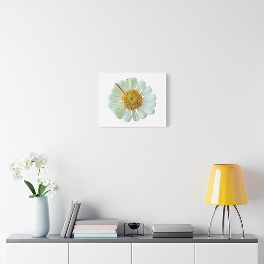 Canvas Print - One White Zinnia with Pink Striped Petal (original photograph by Kind River Studio)