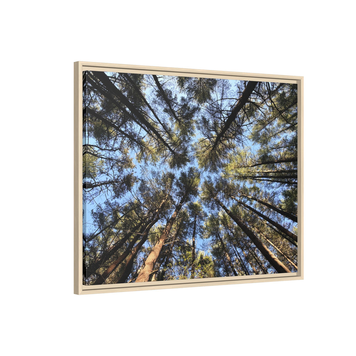 Forest Canopy Matte Canvas Framed Print (original photography by Kind River Studio)