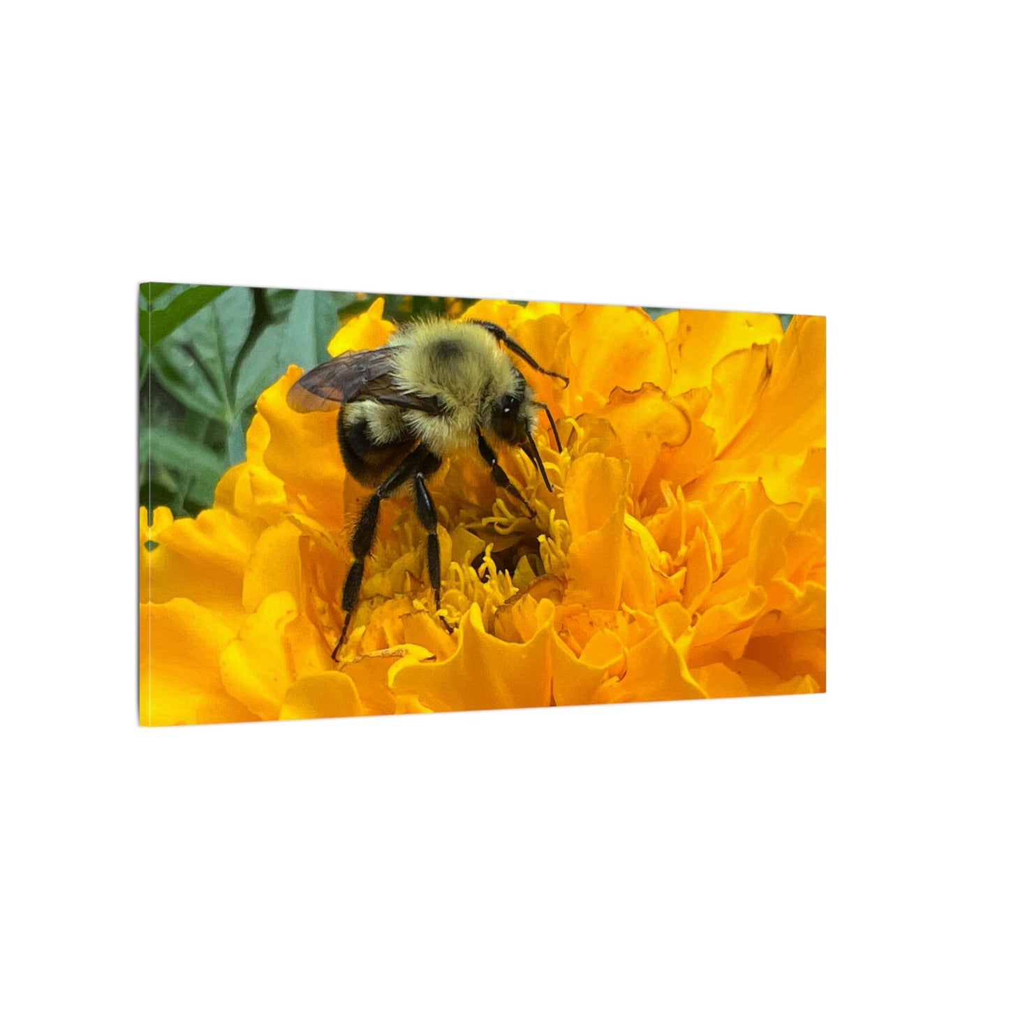 Canvas Print - Bee on Marigold MA (original photograph by Kind River Studio)