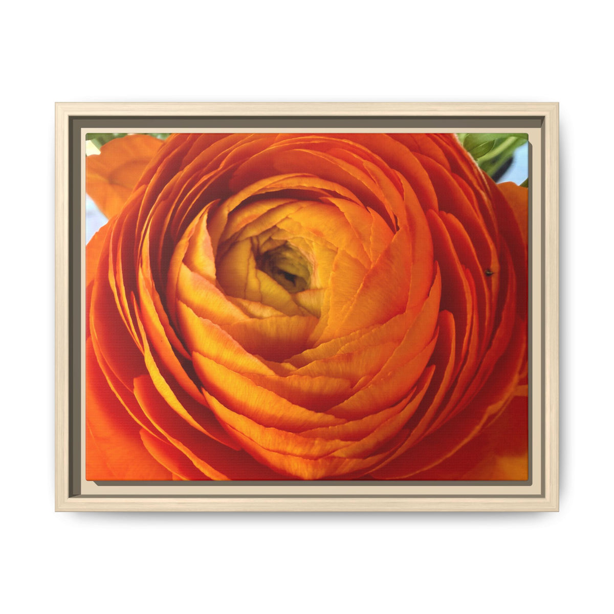 Orange Ranunculus Canvas Framed Print (original photograph by Kind River Studio)