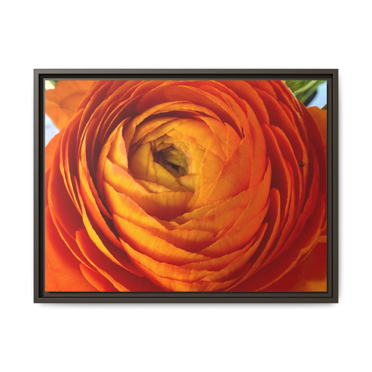 Orange Ranunculus Canvas Framed Print (original photograph by Kind River Studio)