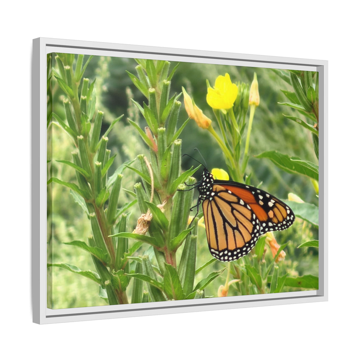 Monarch Butterfly on Wildflowers Canvas Framed Print (original photograph by Kind River Studio)