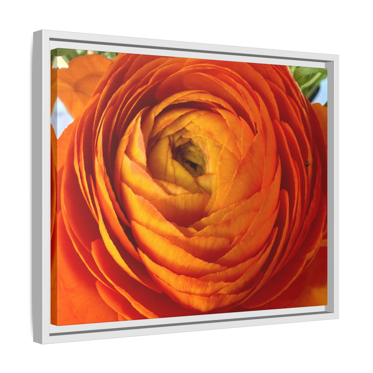 Orange Ranunculus Canvas Framed Print (original photograph by Kind River Studio)