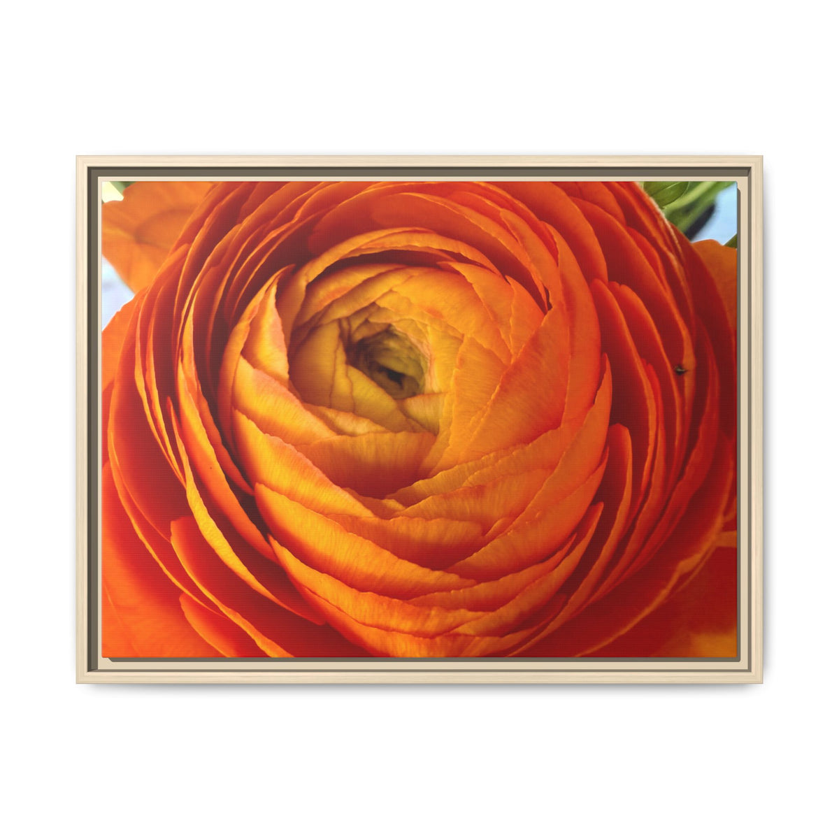 Orange Ranunculus Canvas Framed Print (original photograph by Kind River Studio)