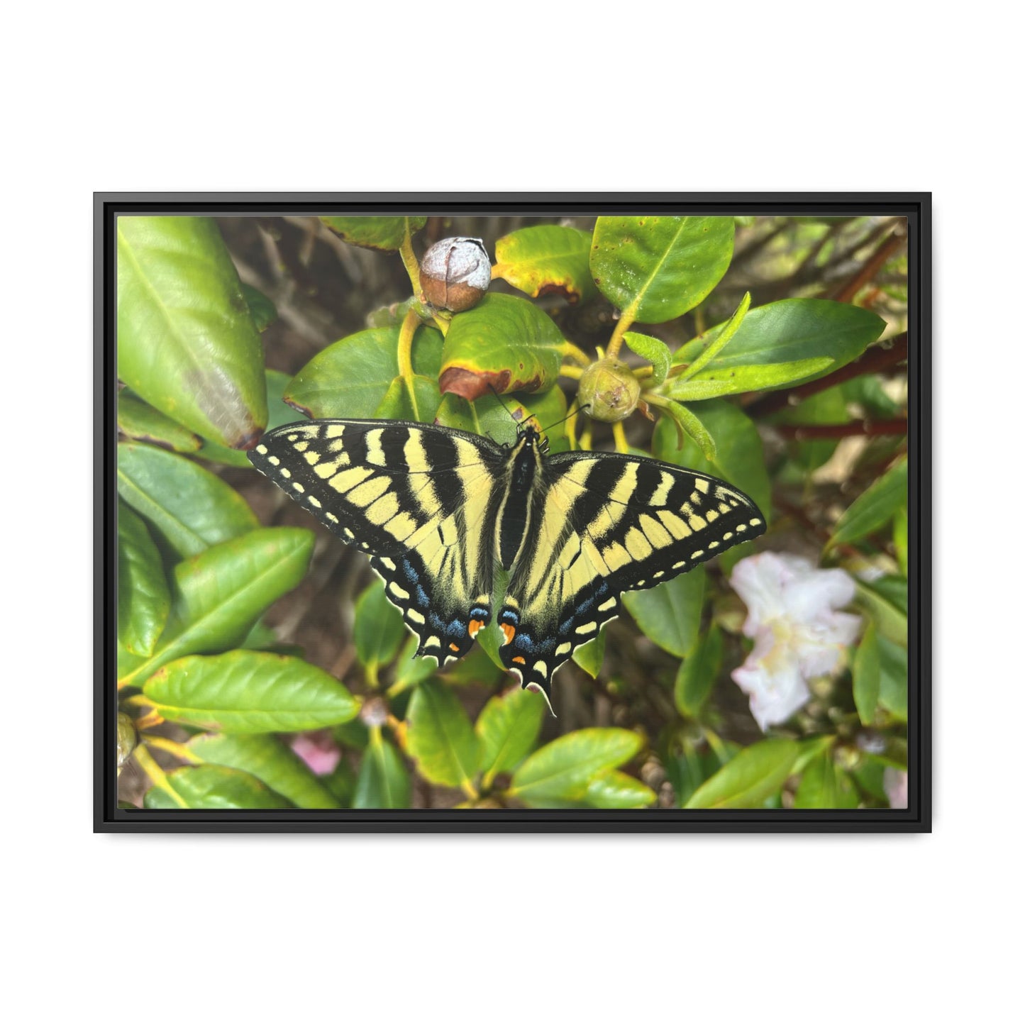 Canvas Print in Frame - Eastern Tiger Swallowtail Butterfly on Rhodie (original photograph by Kind River Studio)