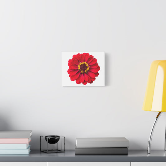 Canvas Print - One Red Zinnia (original photograph by Kind River Studio)